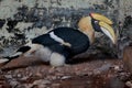 Hornbills Royalty Free Stock Photo