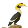 Hornbills bird on white background