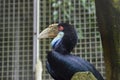 Hornbills (Bucerotidae) blac Royalty Free Stock Photo