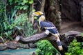 The hornbill in the zoo.