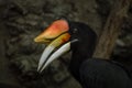 Rhinoceros hornbill head, closed-up image.