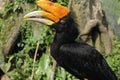 Hornbills Endemic to Sulawesi
