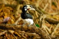 Hornbills Royalty Free Stock Photo