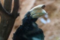 Hornbills are a family of birds from the order of the same name. The bird sits on a tree branch.