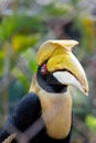 Hornbills in wire fence in thailand