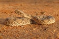 Horned adder