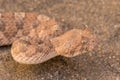 Horned Adder Royalty Free Stock Photo