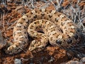 Horned Adder (Bitis caudalis) snake perched atop a patch of dry, sandy soil Royalty Free Stock Photo