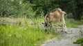 a horned adult goat on a leash grazes in a meadow