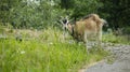 a horned adult goat on a leash grazes in a meadow