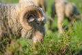 Horned adult sheep eats grass. closeup portrait