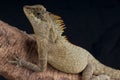 Horned agama Royalty Free Stock Photo