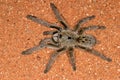 Horned baboon spider
