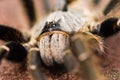 Horned Baboon Spider