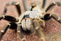 Horned Baboon Tarantula Royalty Free Stock Photo