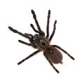 Horned baboon tarantula on white