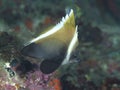 Horned bannerfish Royalty Free Stock Photo