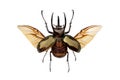 Horned beetle Royalty Free Stock Photo
