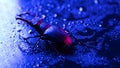 Horned beetle deer on blue wet surface with rain drops. Beautiful insect listed in Red List, largest rare male stag in Royalty Free Stock Photo