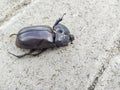 horned beetle dies Royalty Free Stock Photo