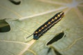 Horned black caterpillars focus on the head. the insect has a red circular pattern on its black body Royalty Free Stock Photo