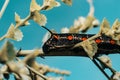 Horned black caterpillars focus on the head. the insect has a red circular pattern on its black body Royalty Free Stock Photo