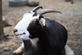 Laughing Goat