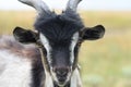 Horned black and white goat, front view. Breeding animals on the farm Royalty Free Stock Photo