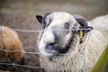 Horned black and white sheep sticking its snout out of a square knot fence