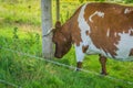 Horned brown cow bumping his head against a tree trunk