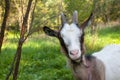 Horned brown goat Royalty Free Stock Photo