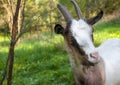Horned brown goat