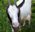 Horned brown goat Royalty Free Stock Photo