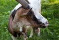 Horned brown goat Royalty Free Stock Photo