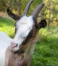 Horned brown goat Royalty Free Stock Photo