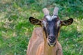 Horned, brown goat Royalty Free Stock Photo