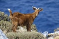 Horned brown goat