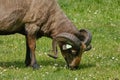 Horned brown mother goat with baby goad kids, eating grass