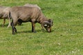 Horned brown mother goat with baby goad kids, eating grass