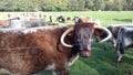 Horned bull with brown fur looks grimly at the camera. Dangerous male cow with pointed long curved horns stands behind the fence Royalty Free Stock Photo