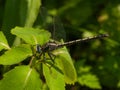 Horned Clubtail