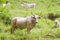 Horned cow in countryside