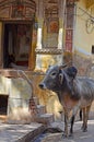 Horned Cow outside Uattara Haveli, Nawalgarh, Rajasthan, India