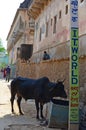 Horned Cow outside Uattara Haveli, Nawalgarh, Rajasthan, India