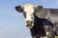 Horned cow portrait black and white, mouth open saying moo and looking at the camera Royalty Free Stock Photo