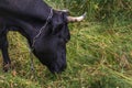 A black cow grazes on farmland with green grass on a sunny day . Royalty Free Stock Photo