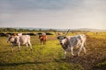 Horned cows come out of the pasture Royalty Free Stock Photo