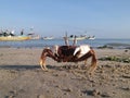 Horned crab on Indonesian beach - Fishing boat background. Perfect macro details. Royalty Free Stock Photo