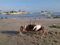 Horned crab on Indonesian beach - Fishing boat background Royalty Free Stock Photo