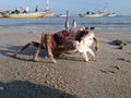 Horned crab on Indonesian beach - Fishing boat background. Perfect macro details. Royalty Free Stock Photo